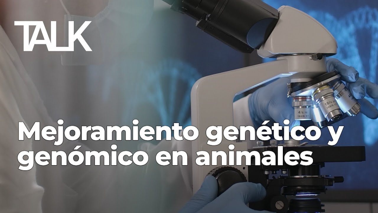Mejoramiento genético animal: mitos y verdades sobre hormonas y transgénicos