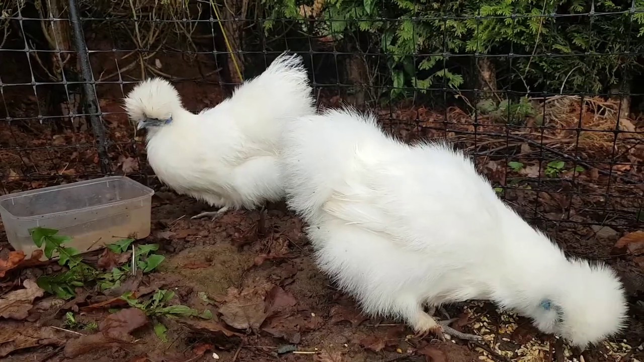 arrivée de poules 
