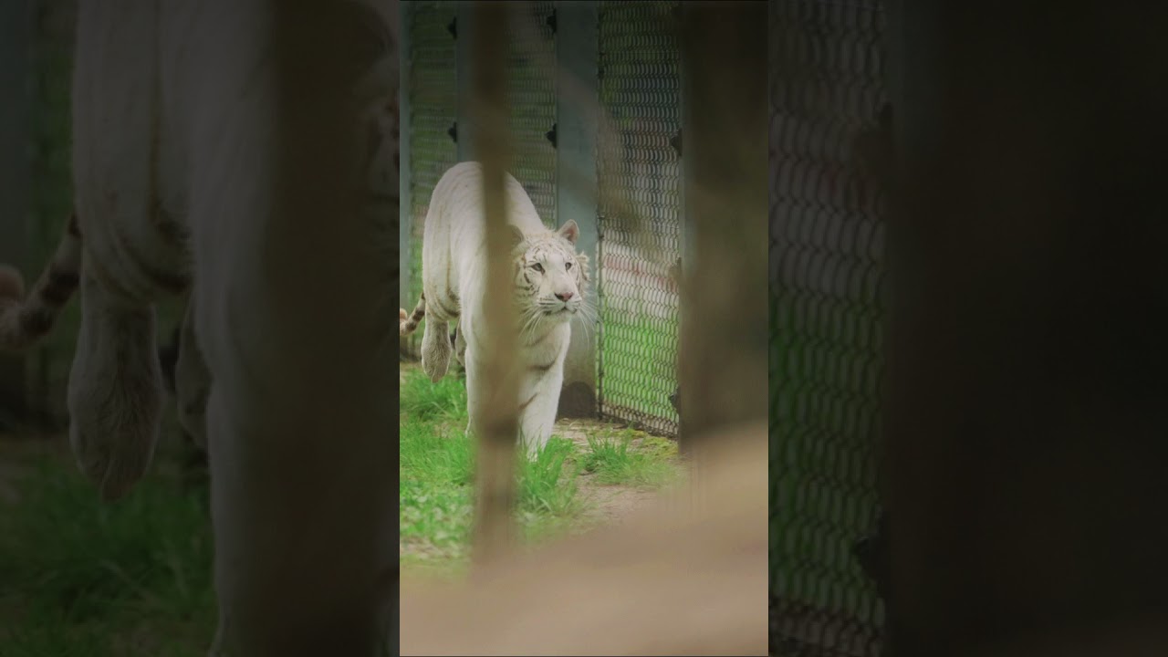 Damal & Heute: Tigerin Charlota | VIER PFOTEN