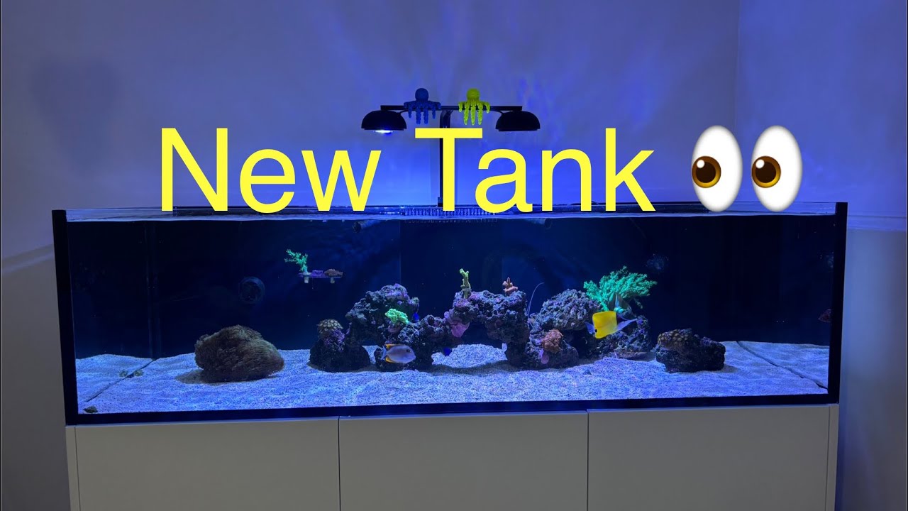 Обновление аквариума 2025 года — Waterbox Frag 145.5