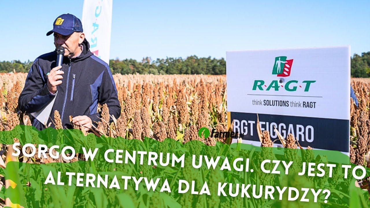 Sorgo w centrum uwagi. Czy jest to alternatywa dla kukurydzy? | Farmer.pl