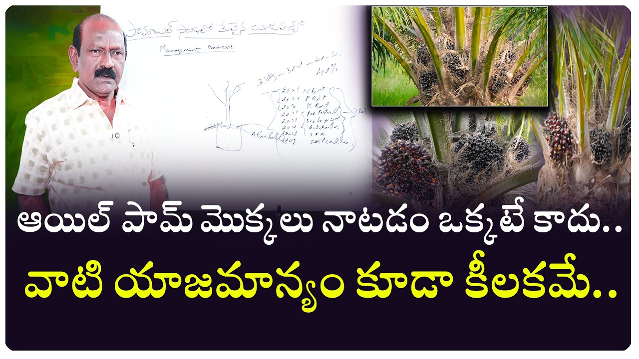 ఆయిల్ పామ్ సాగులో మొక్కలు నాటిన తర్వాత..  సక్రమమైన యాజమాన్యం పాటించాల్సిన అవశ్యకత ఎంతో ముఖ్యం...