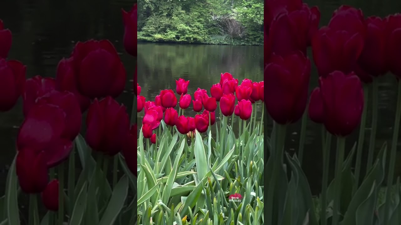 🌷 Hoa Tulip: B&iacute; Quyết Trồng & Chăm S&oacute;c Tại Nh&agrave; Đơn Giản 🌷