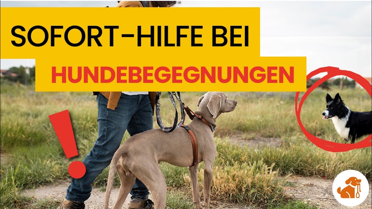 Eskalierende Hundebegegnungen: Mache DAS, wenn es brenzlig wird!