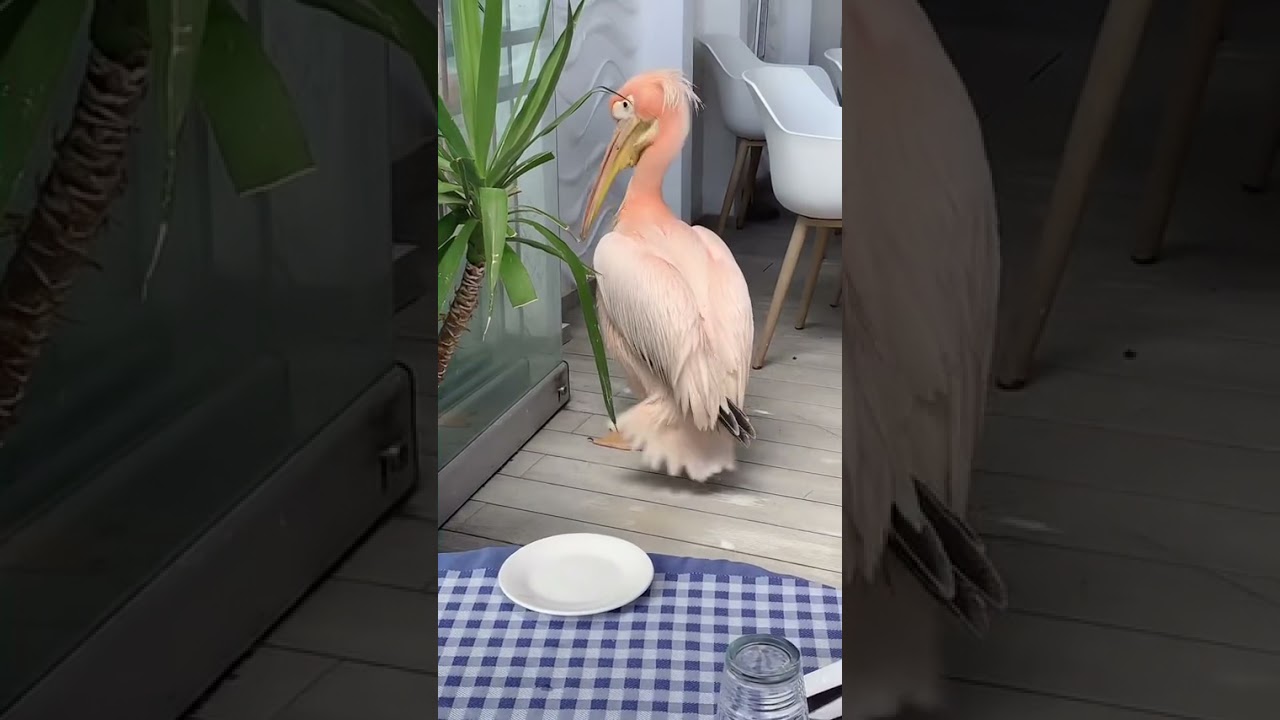 The Pelican Restaurant