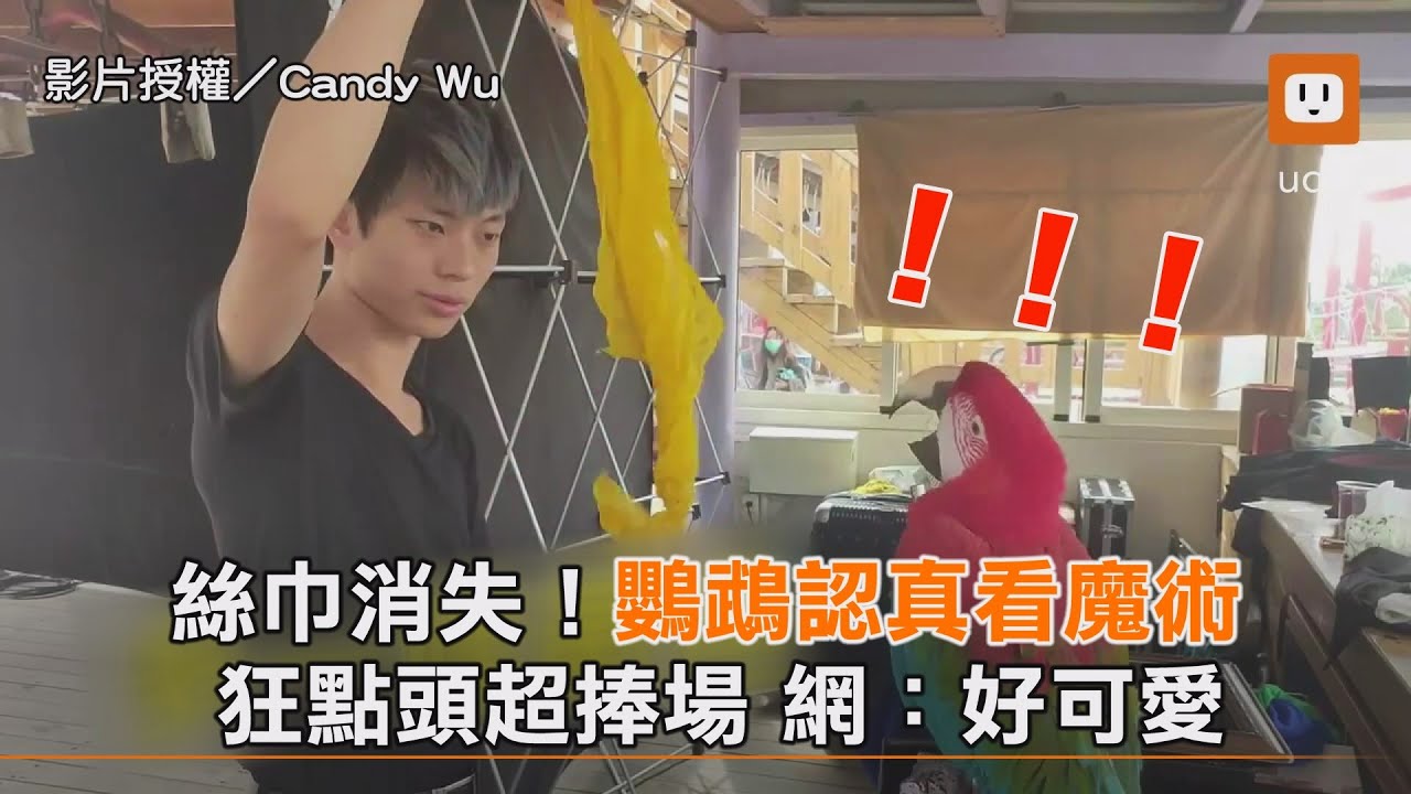 絲巾消失！鸚鵡認真看魔術 狂點頭超捧場 網：好可愛｜萌寵｜動物｜生活