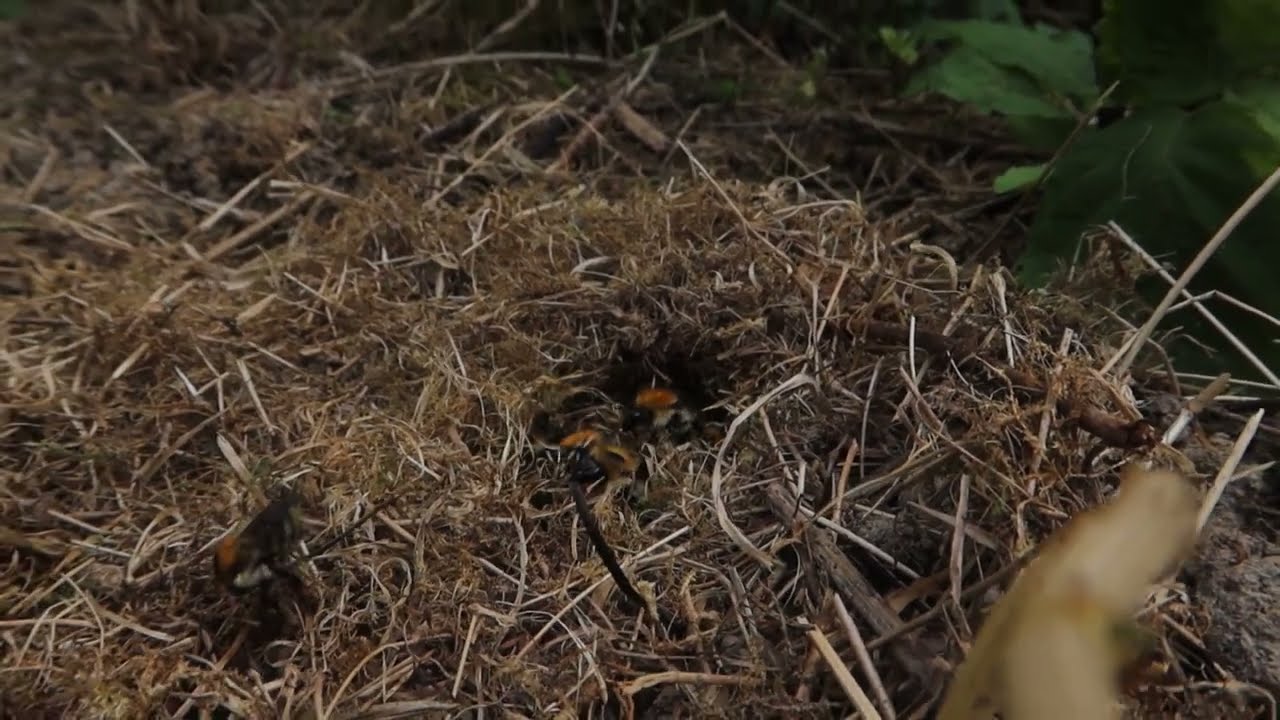 Let's take a peek at a common carder bumblebee nest