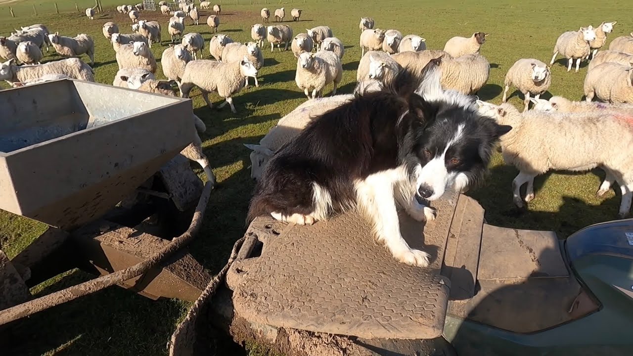Feeding pregnant sheep with my dog