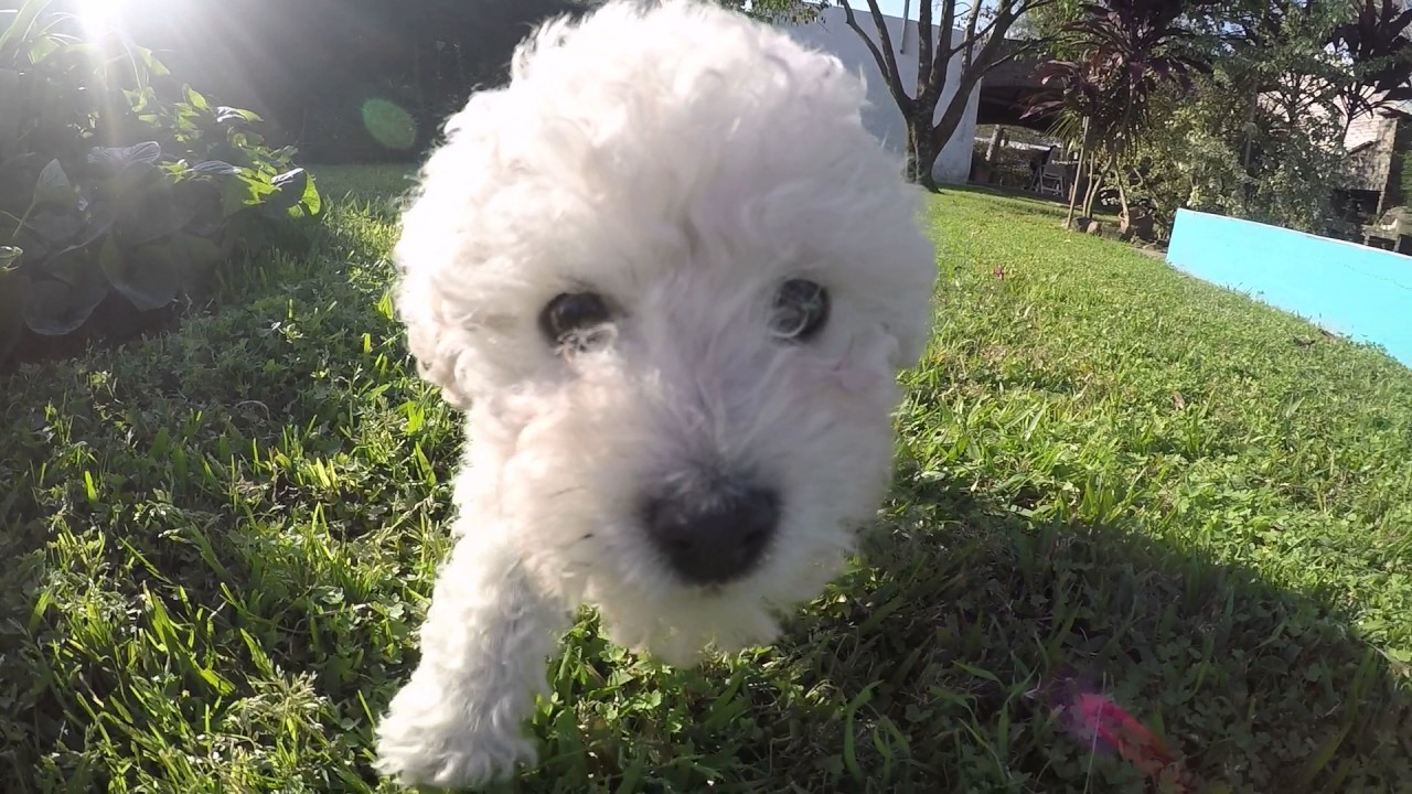 Cachorra Caniche Toy 2 meses