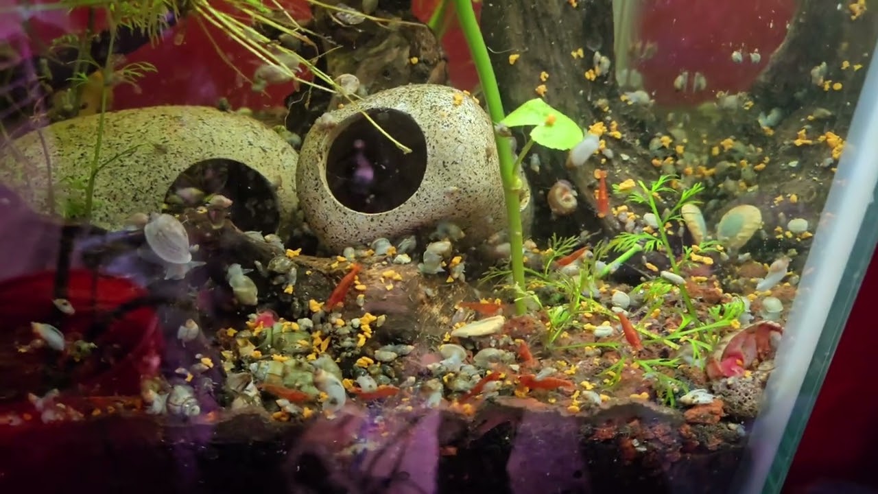 150 gallon pond adding clown loches and rope fish 