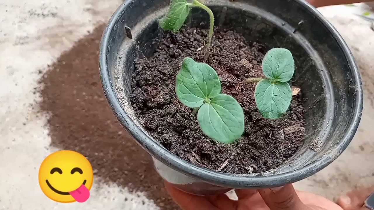 Como plantar quiabo... Começo, meio e fim...