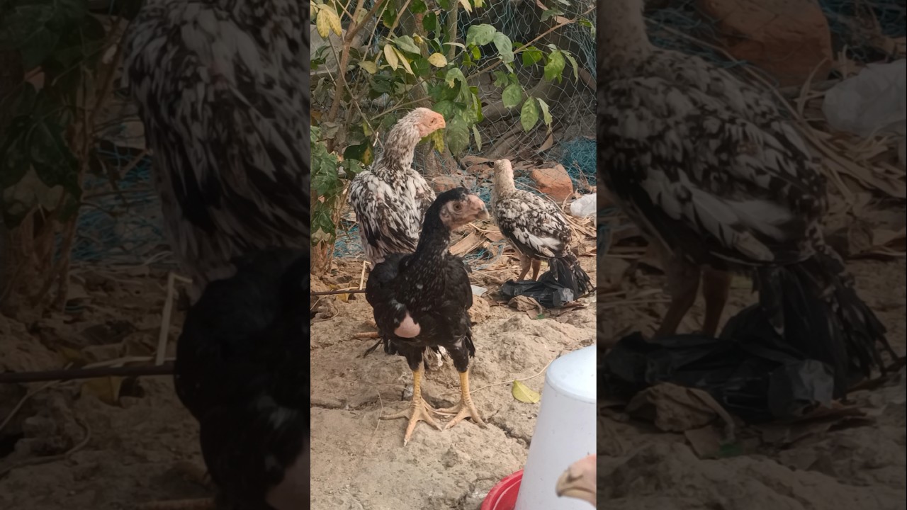 parrot beak temper tail aseel 