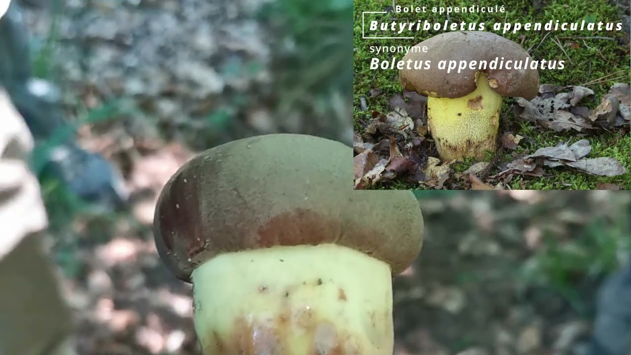 ABMARS La Mycologie