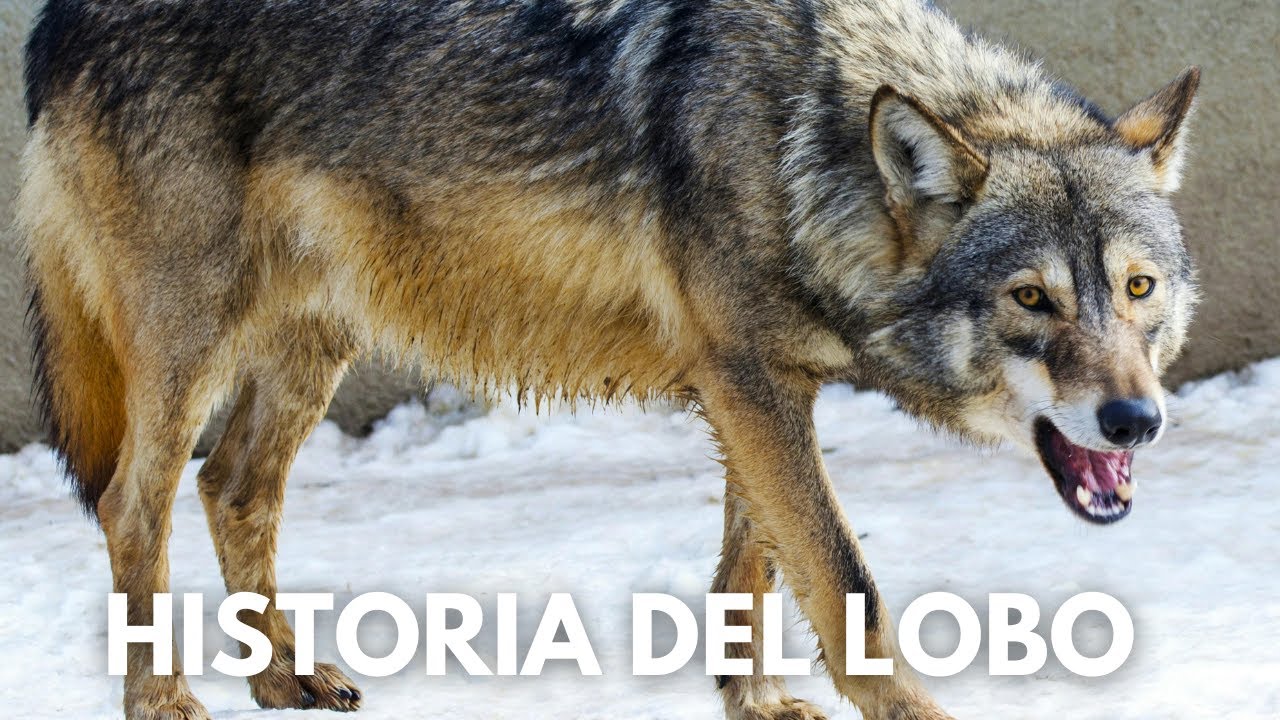 C&oacute;mo EL LOBO se CONVIRTI&Oacute; en PERRO: Historia y Evoluci&oacute;n del Perro Dom&eacute;stico