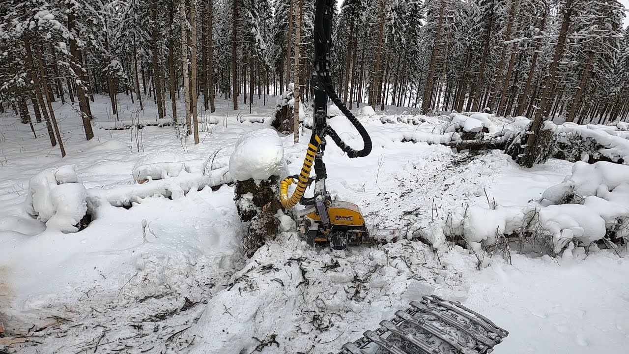 Tuulenkaatojen repimistä lumen alta. Kone on kovilla ja hermot myös. Ponsse Scorpion King H7.