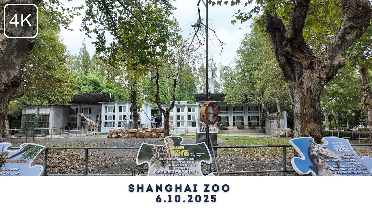Shanghai Zoo #china #Shanghai #shanghaizoo #chinavlog #travel #nature #beijing