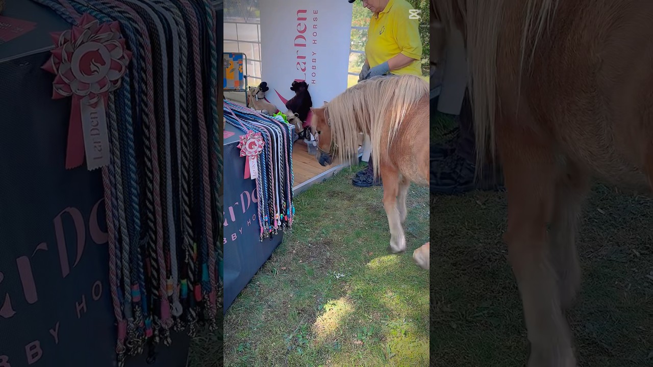 🐴hengstparade Celle 2025🐴