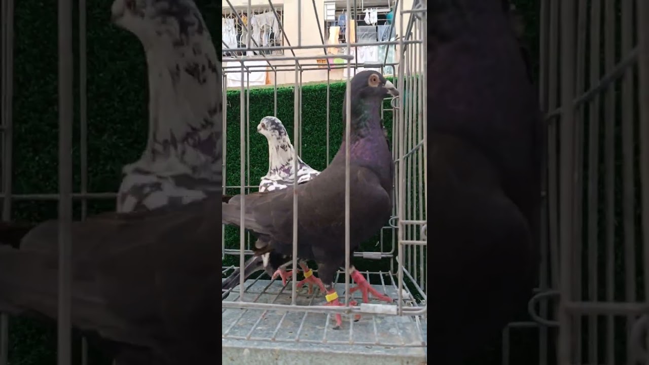 New Pigeon 💥 الجديد و الطوب في الزاجل✅