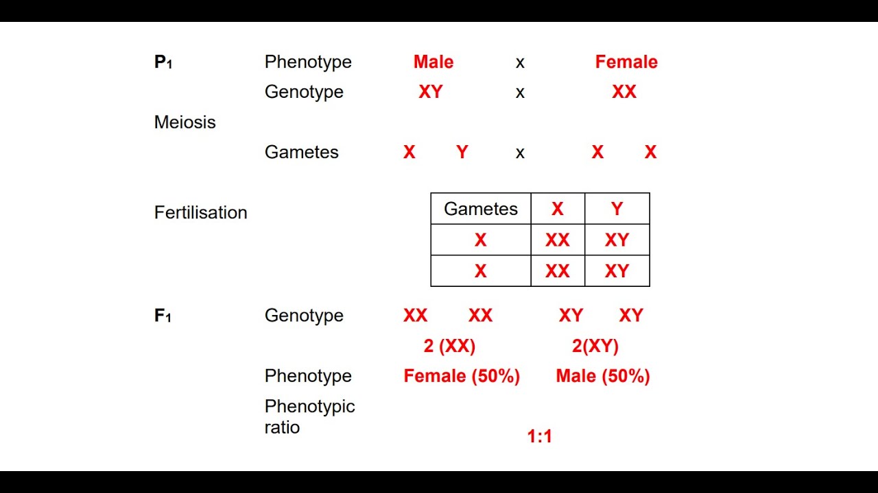 Sex Determination, Sex-Linked Inheritance |Genetics and Inheritances| Full Class| 22/032024 #grade12