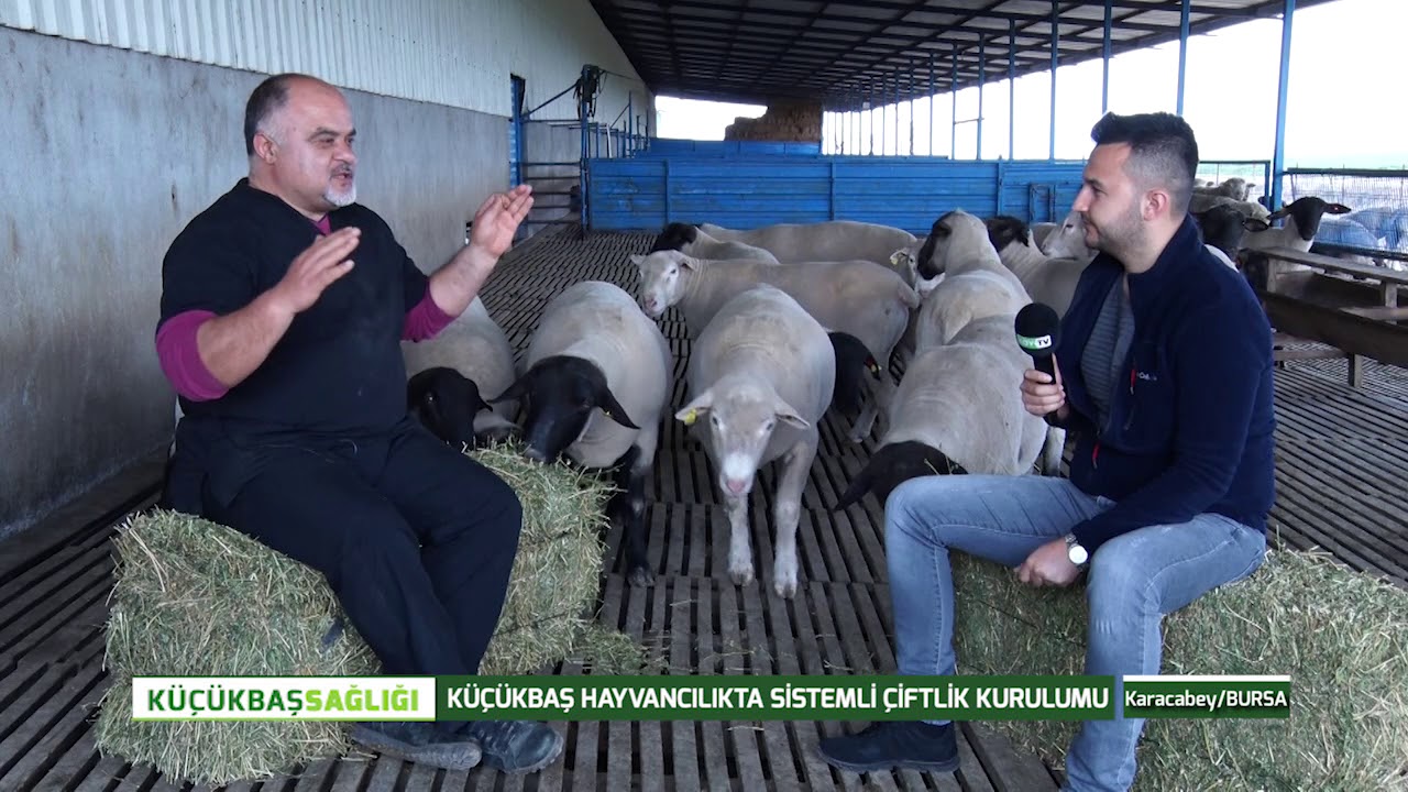 EROL ARSLAN İLE KÜÇÜKBAŞ SAĞLIĞI | KÜÇÜKBAŞ HAYVANCILIKTA SİSTEMLİ ÇİFTLİK KURULUMU