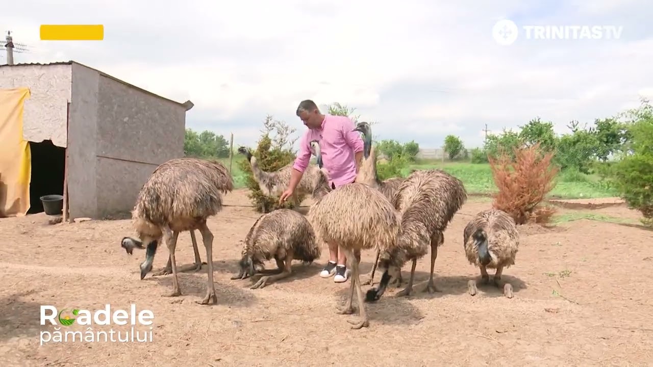 Struțul emu este a doua cea mai mare pasăre din lume fără zbor. Cum se cresc aceste păsări?