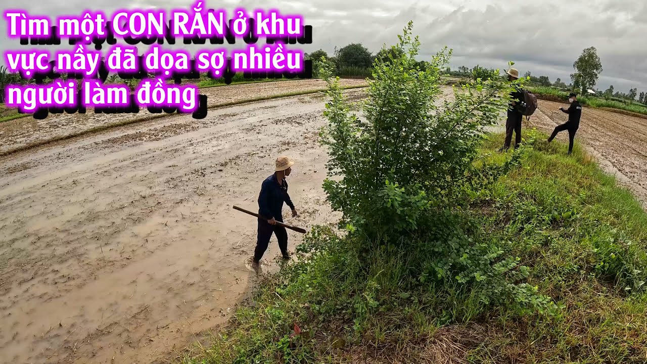 Đi SĂN RẮN dưới trời mưa bão và nhận được kết quả thật bất ngờ | TGSB #1046