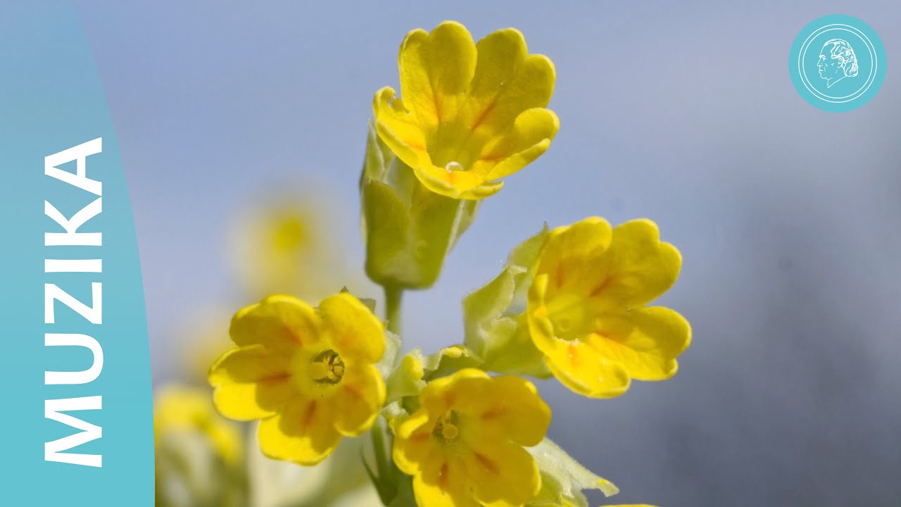 Zdravo, du&scaron;o draga - Odmak od svakodnevnice kroz susret sa svojom du&scaron;om