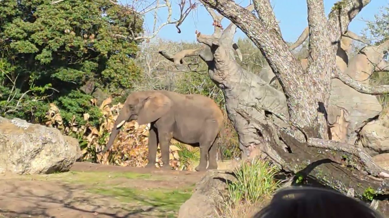 Disney Animal Kingdom