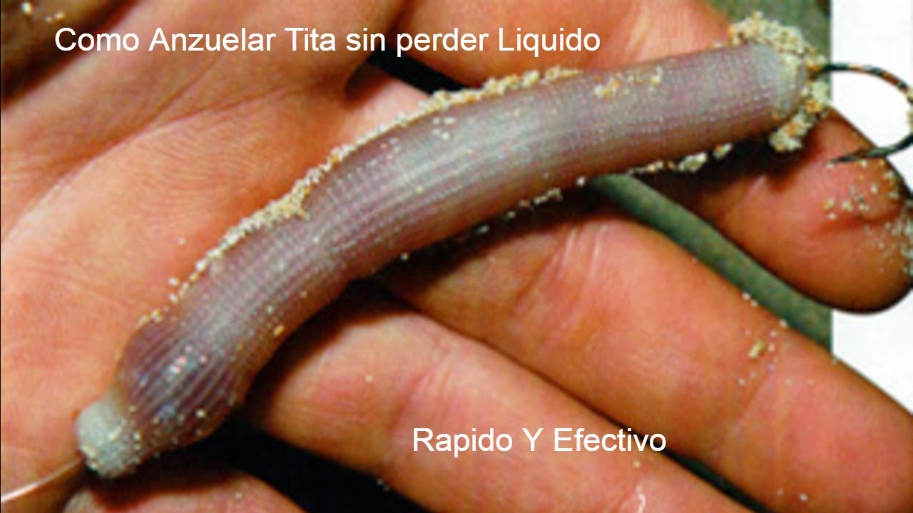 🐛👍Como ANZUELAR una TITA  SIN VACIAR🎣(Fishing)Surfcasting /Rokfishing mejores cebos de pesca2020
