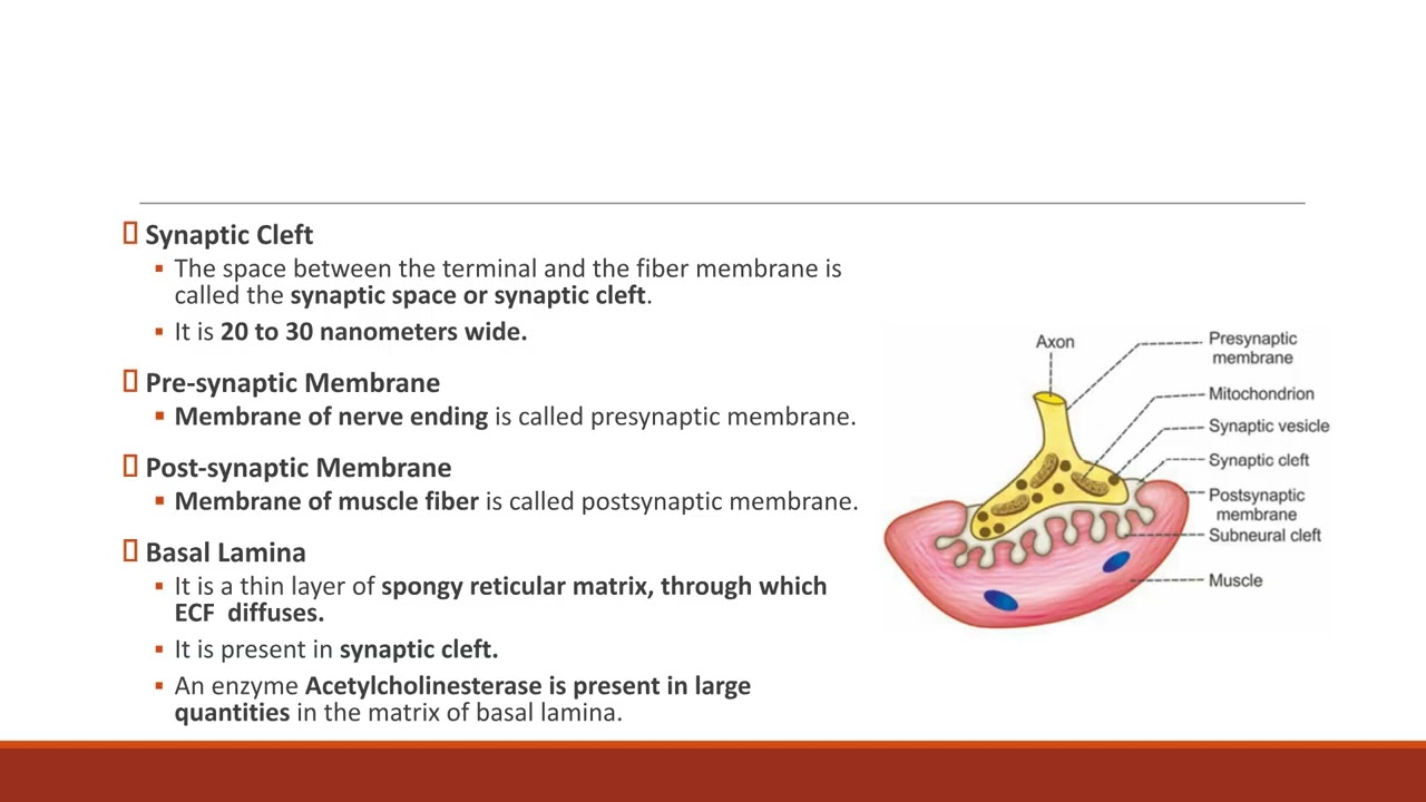 Lecture 10   Neuromuscular Junction pptx