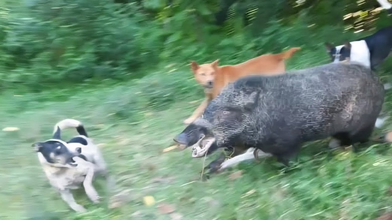 Popular Hunting In Indonesia 2025