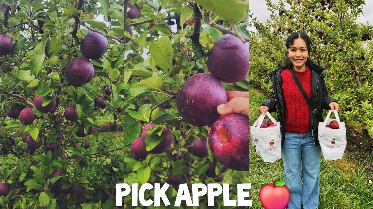 เก็บ Apple สดๆ จากสวนค่ะ/ Apple farm in America