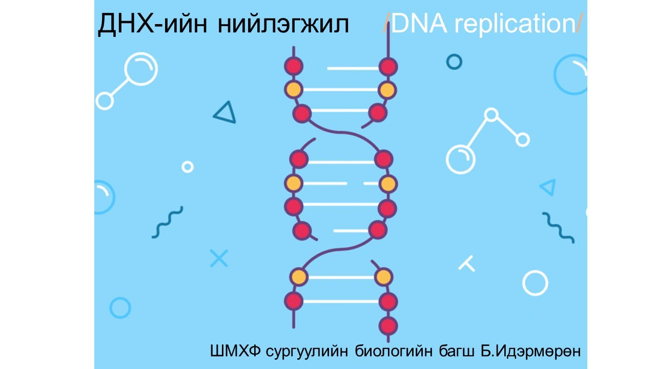 ДНХ-ийн нийлэгжил DNA synthesis