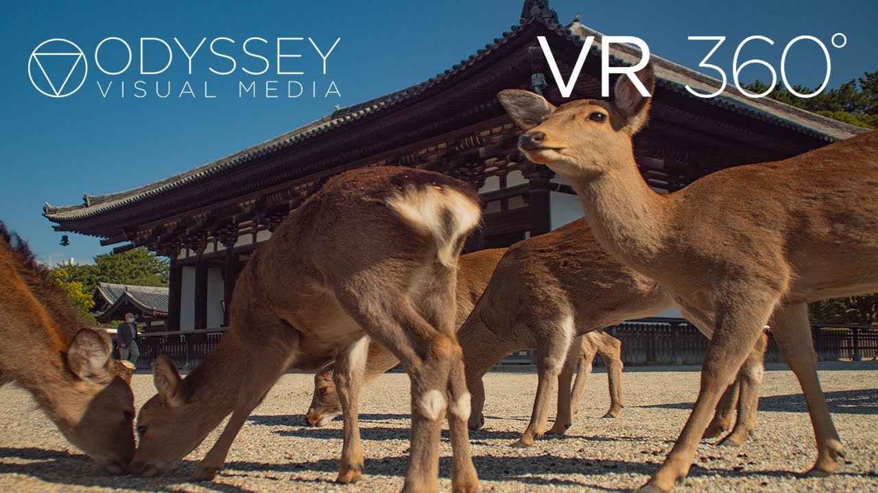 Nara Deer Park Japan Virtual Tour | VR 360&deg; Travel Experience | 日本 奈良市 | Animal Wildlife Adventure