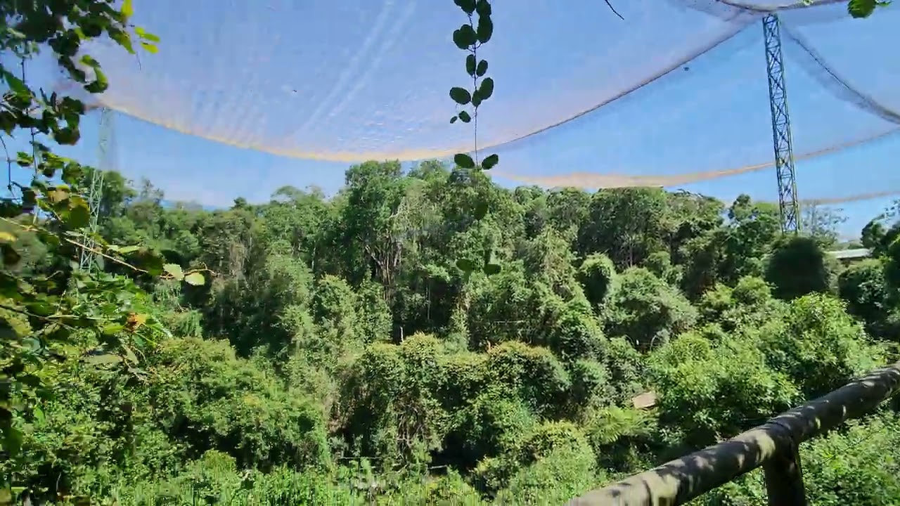 Birds of eden
