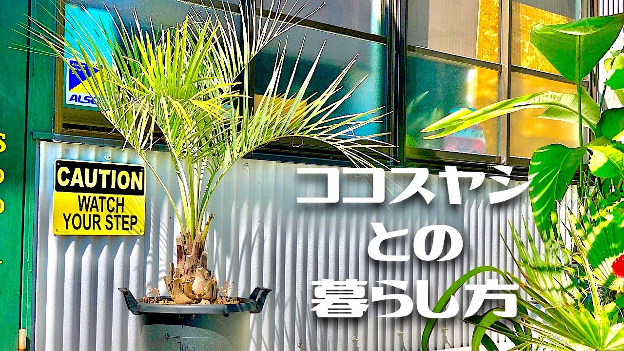 【ヤシの木】ココスヤシ《Butia yatay》との暮らし方【南国の観葉植物専門店STOCKgarden】