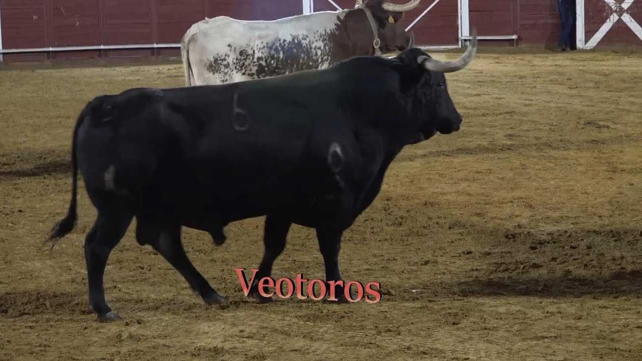 Tordesillas 2023 Desenjaule de los toros de las fiestas