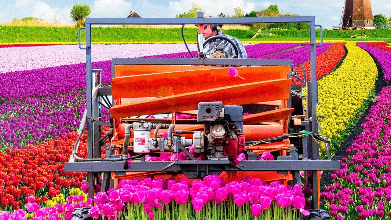 Cách Hà Lan trồng, thu hoạch 2 tỷ cành hoa Tulip & Xuất khẩu 3 tỷ củ Tulip hàng năm