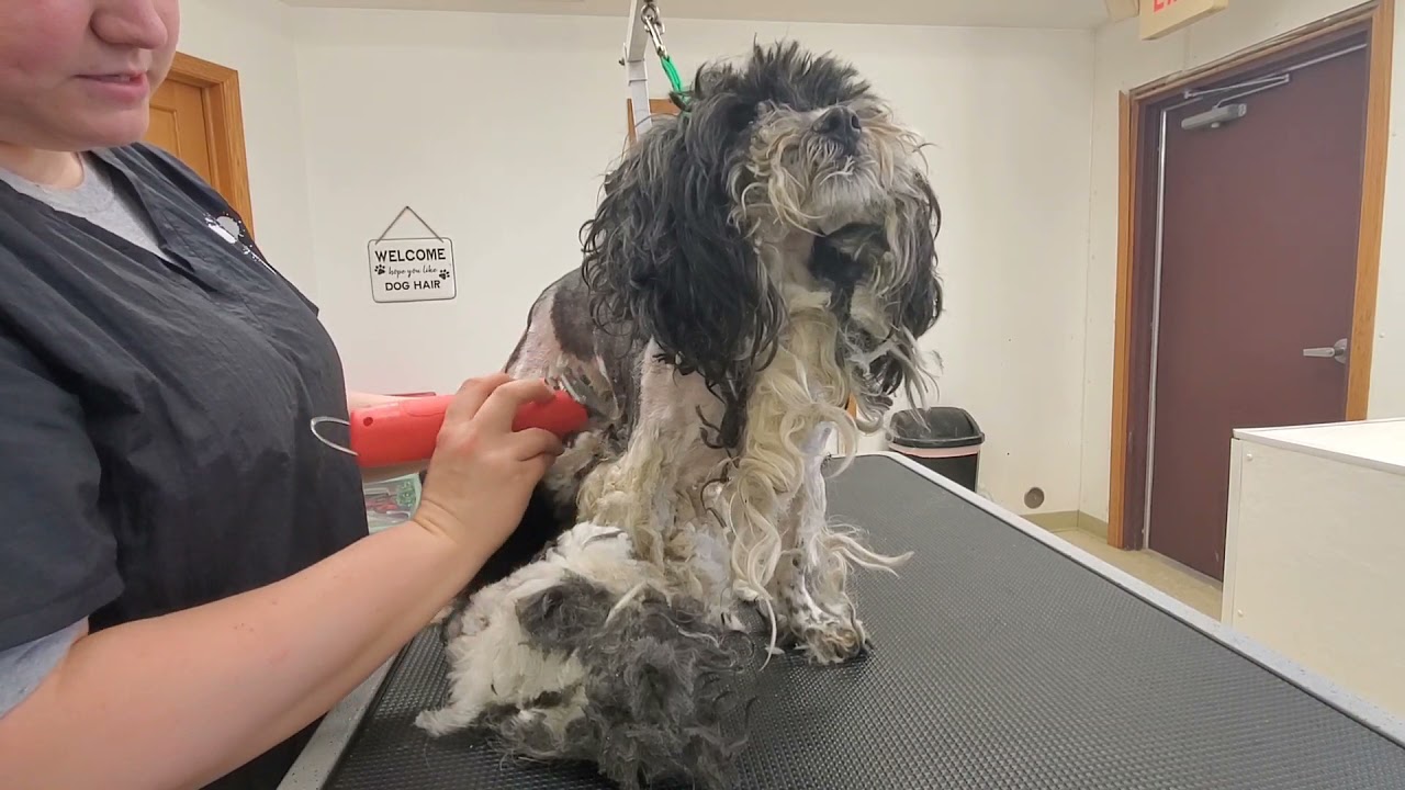 Matted Shih Mix Shave Down