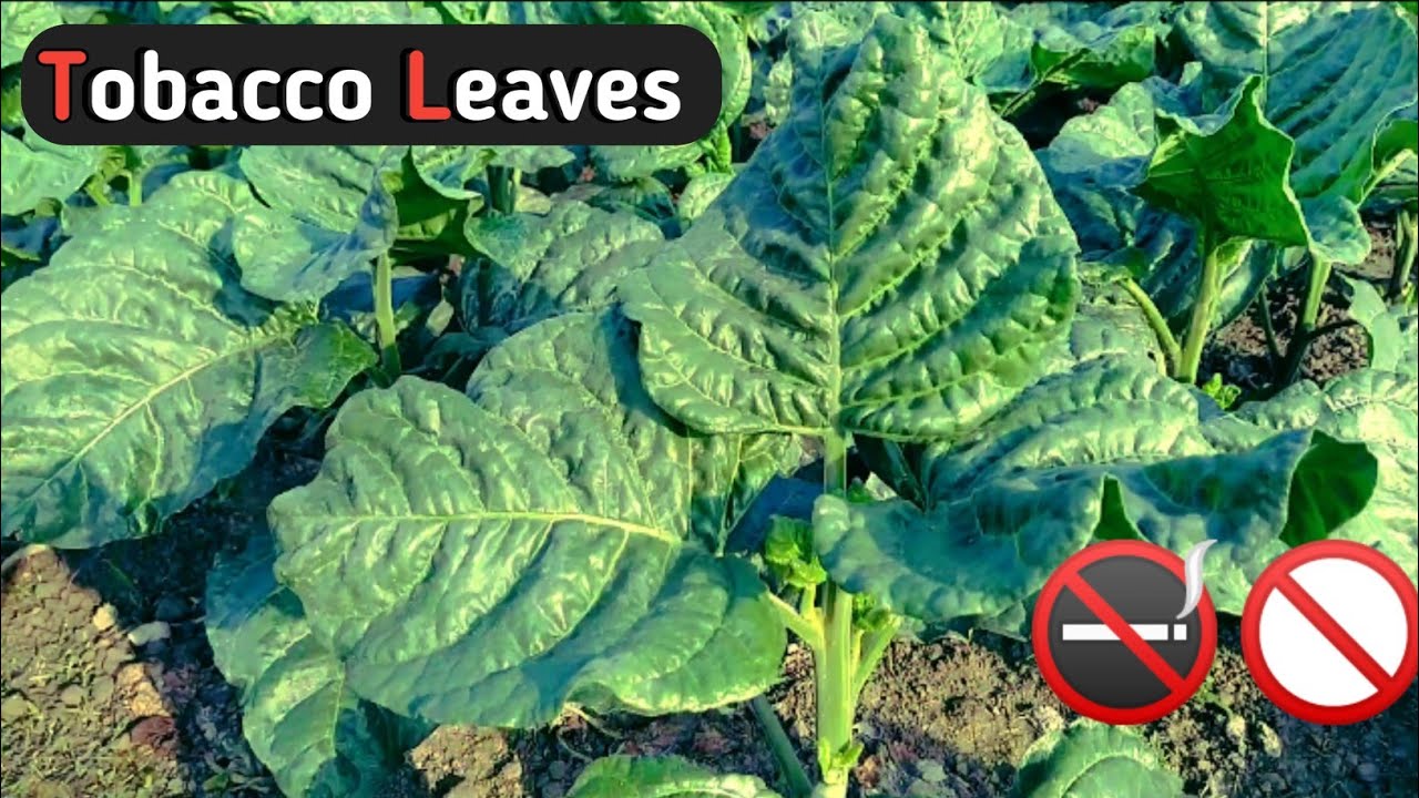 Tobacco Leaves | Tobacco Plant | Tobacco Plant in West Bengal - Coochbehar | Su Dip