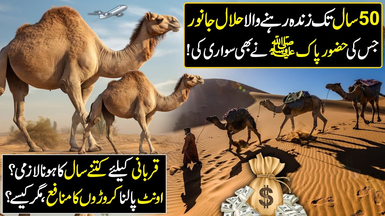 Camel Farming Business | Asia's Biggest Camel Farm | Kissan Ka Pakistan | Discover Pakistan