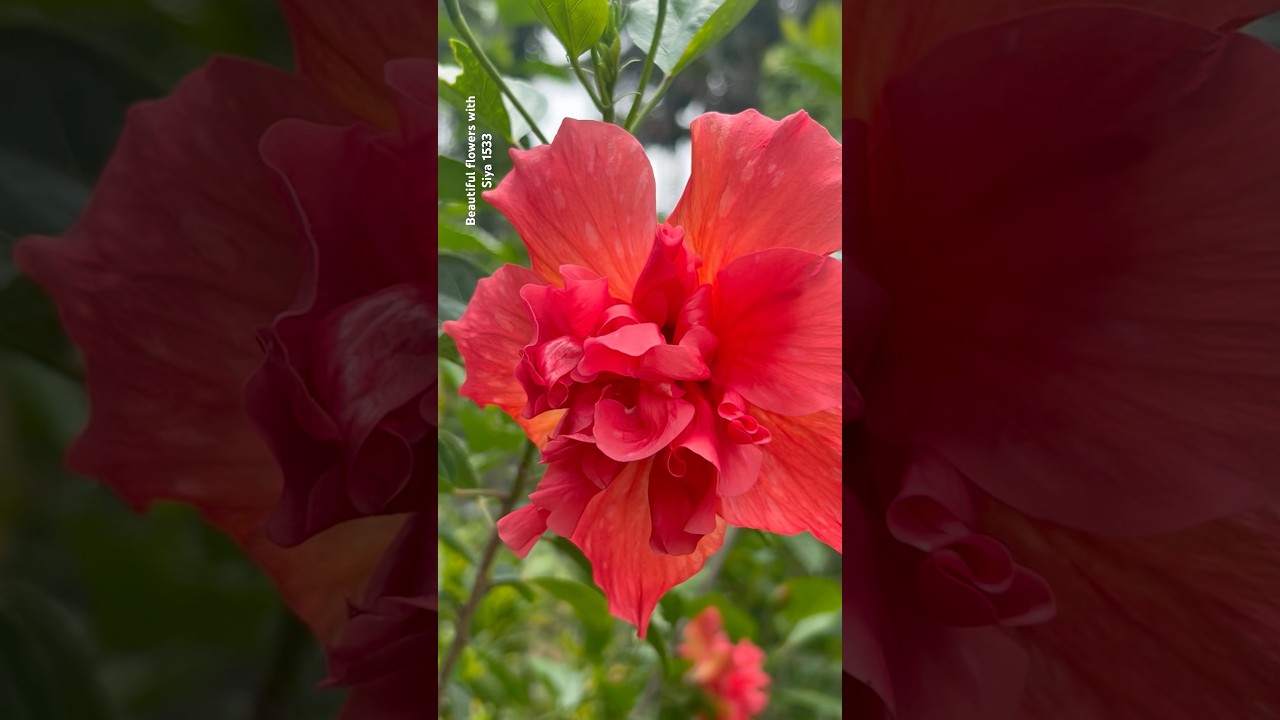 Blooming variety hibiscus in my garden || Home Gardening | #flowers #trending #hibiscus #garden