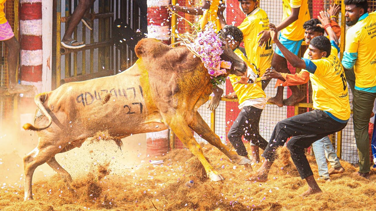 Kovilur Jallikattu 2026 Videos 03 | கோவிலூர் ஜல்லிக்கட்டு 2026 Videos 03