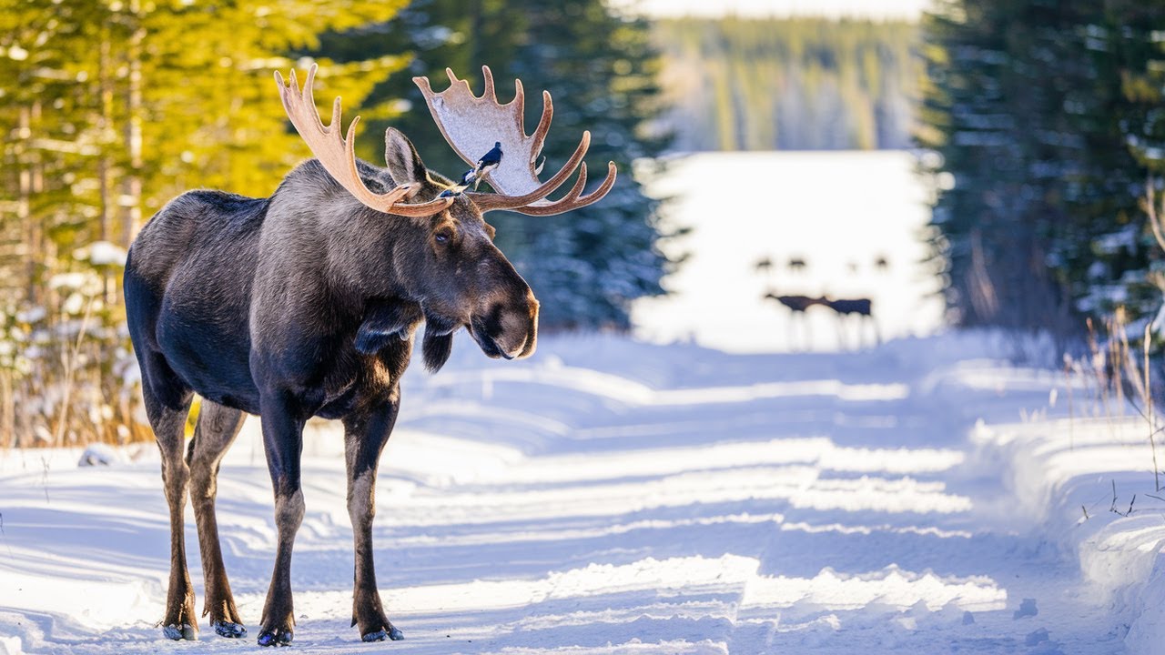 The Great Moose Migration 2025 (Den Stora &Auml;lgvandringen) DAY 2