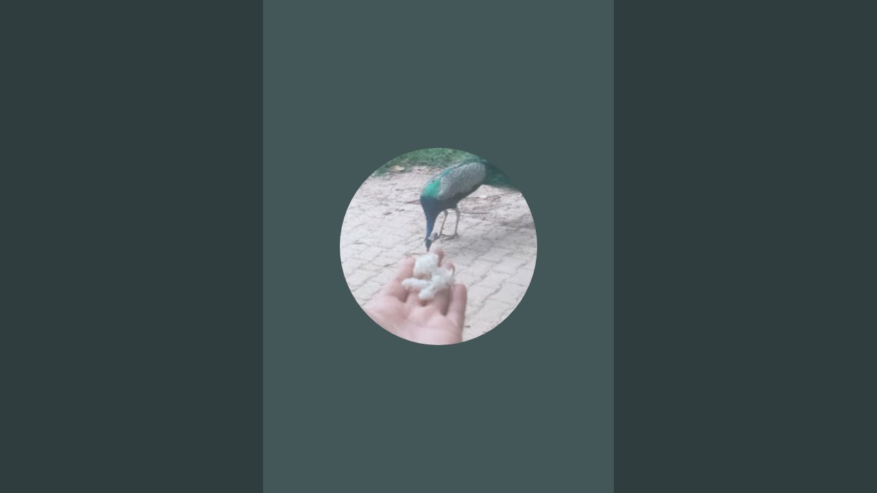 Animals TD is live