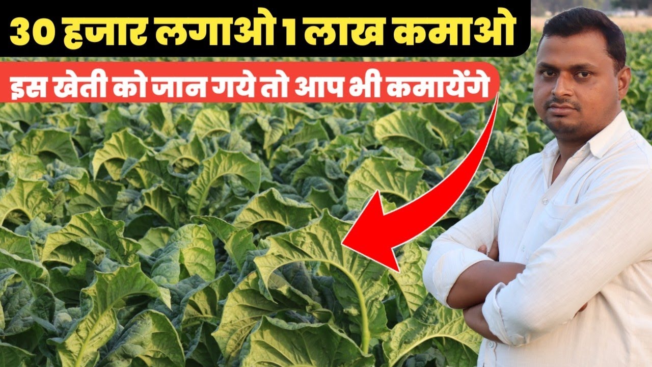 लोग नहीं बताएंगे जान गए तो इस खेती से कमायेंगे बंपर पैसा ।। तम्बाकू की खेती । Tobacco farming