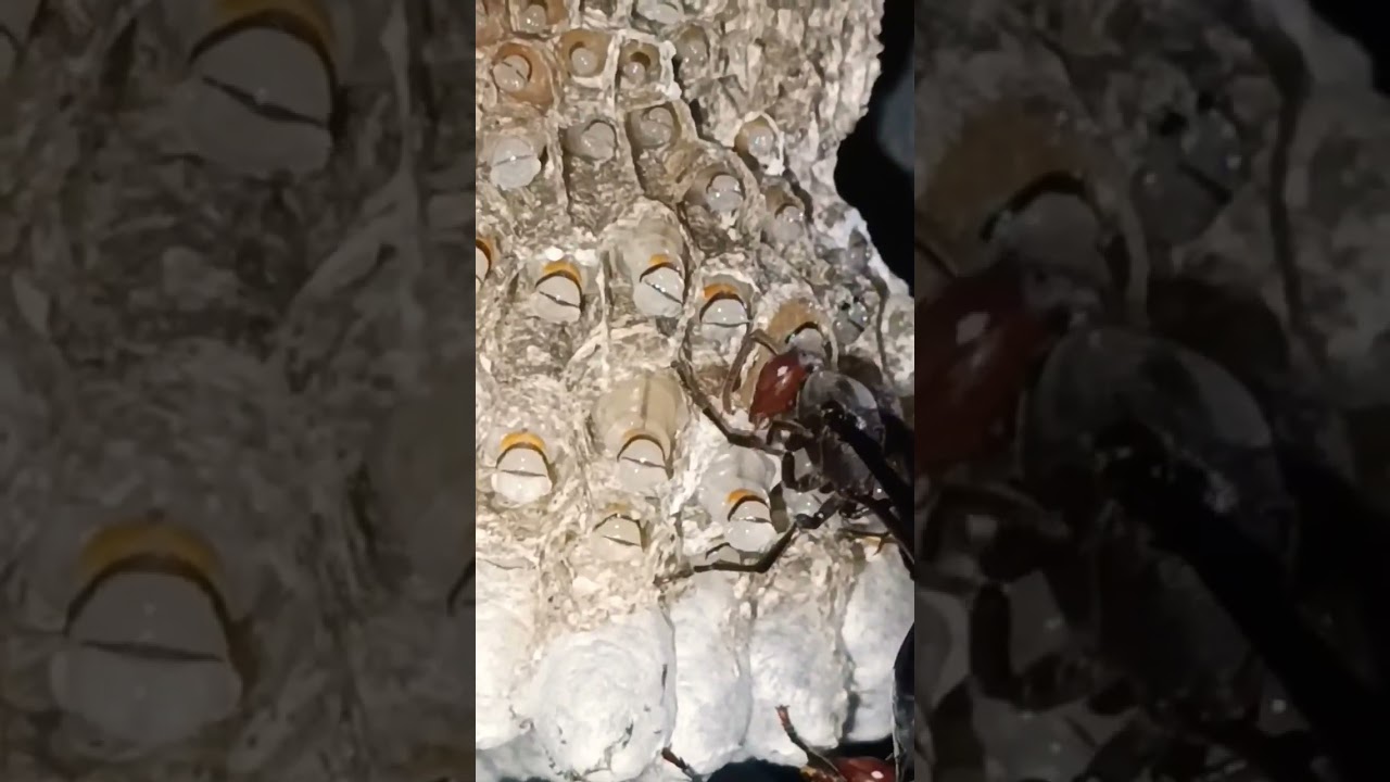 how my pet thread waisted wasps groom larvae in nusery cells|raising mud dauber wasps