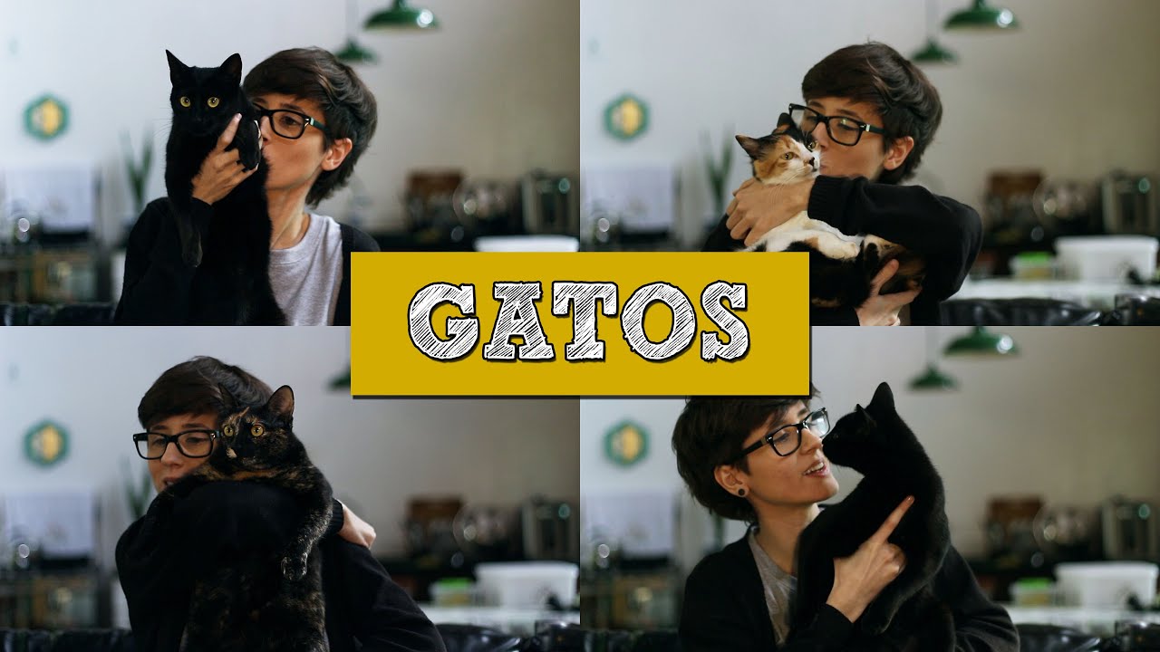 10 MOTIVOS PARA ADOTAR UM GATO | Louie Ponto
