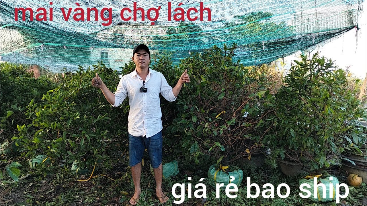 Mai vàng chợ lách, giao lưu mai vàng giá rẻ lh0382626195 mai vàng chợ lách giá rẻ bao ship