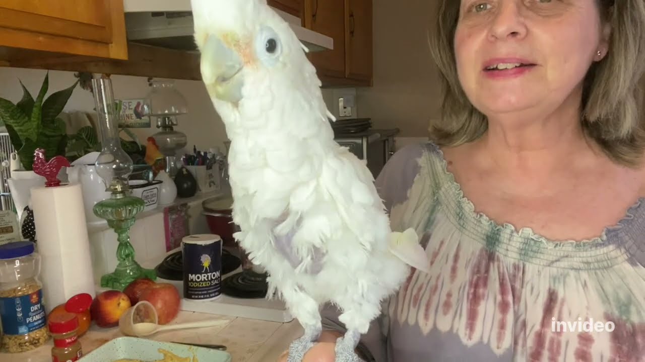 Cooking Bird Food for Goffin Cockatoo Turkey